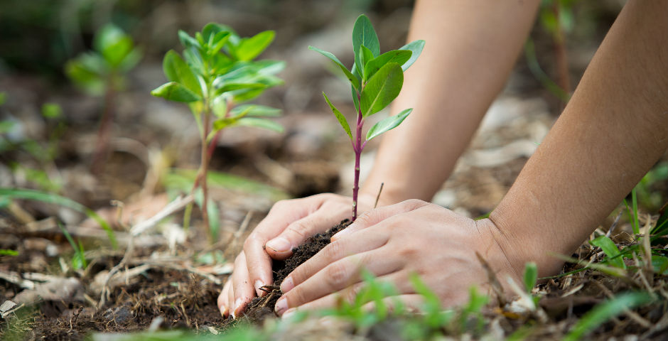 Persona plantant una planta ajudant al medi ambient