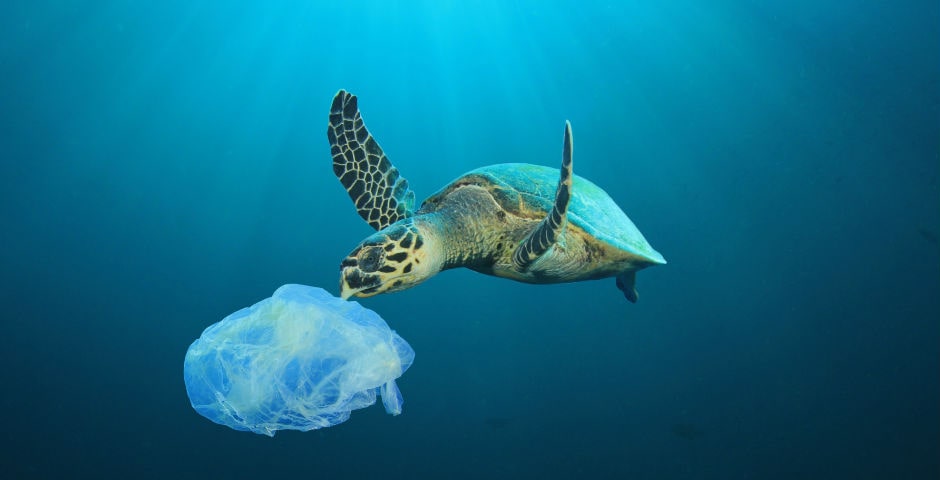 Una tortuga comiendo una bolsa de plástico por culpa de la contaminación y no reciclar